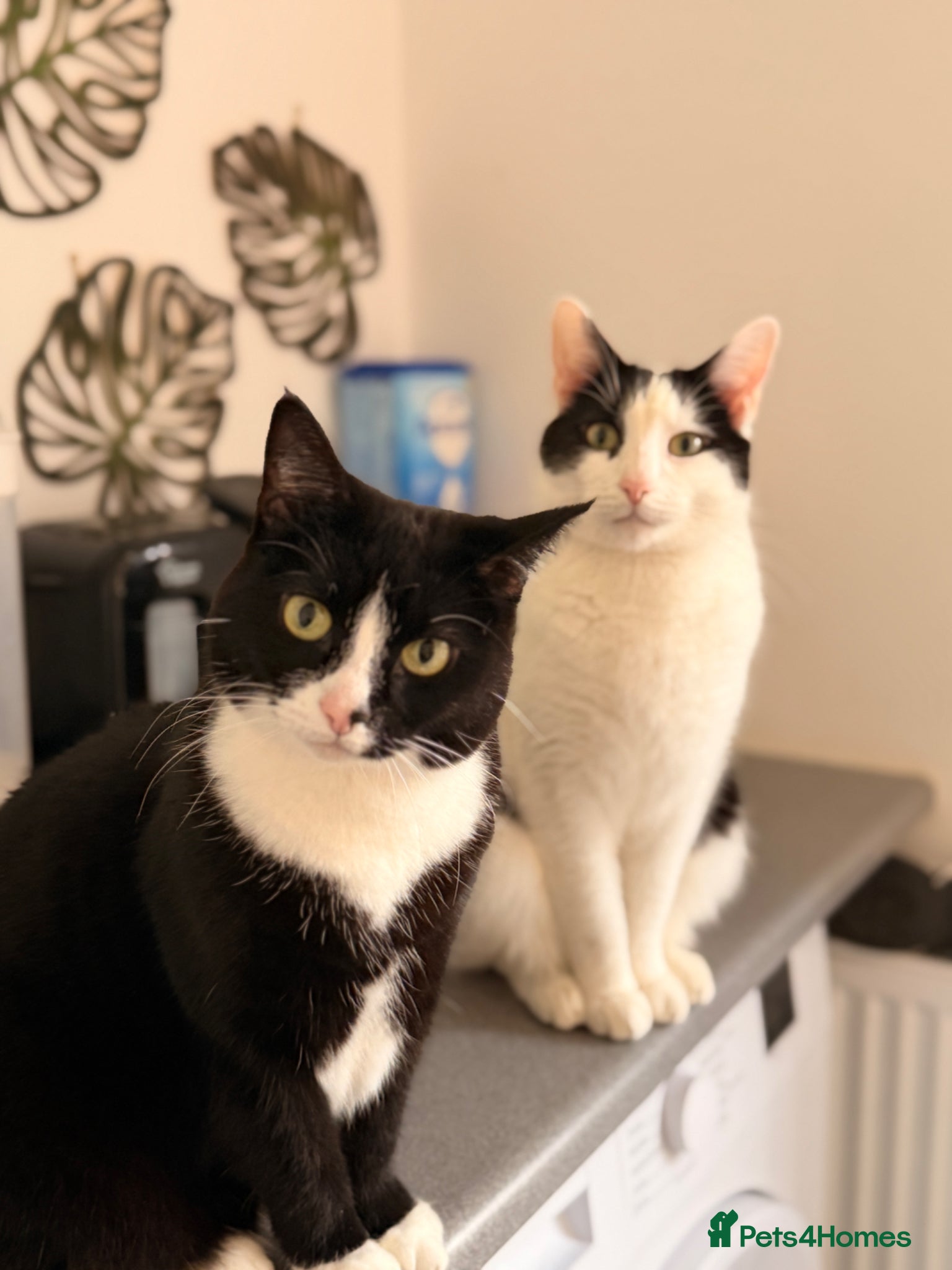 British Shorthair cats Two Cats For Rehoming - Advert 1