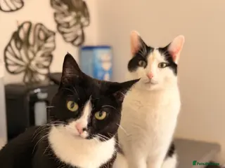 British Shorthair cats Two Cats For Rehoming - Advert 1