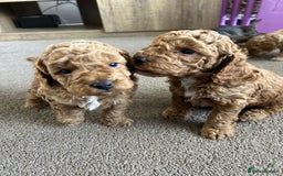 Cockapoo dogs for sale: 4 f2 cockapoos 2 males 1 female  - Image 6