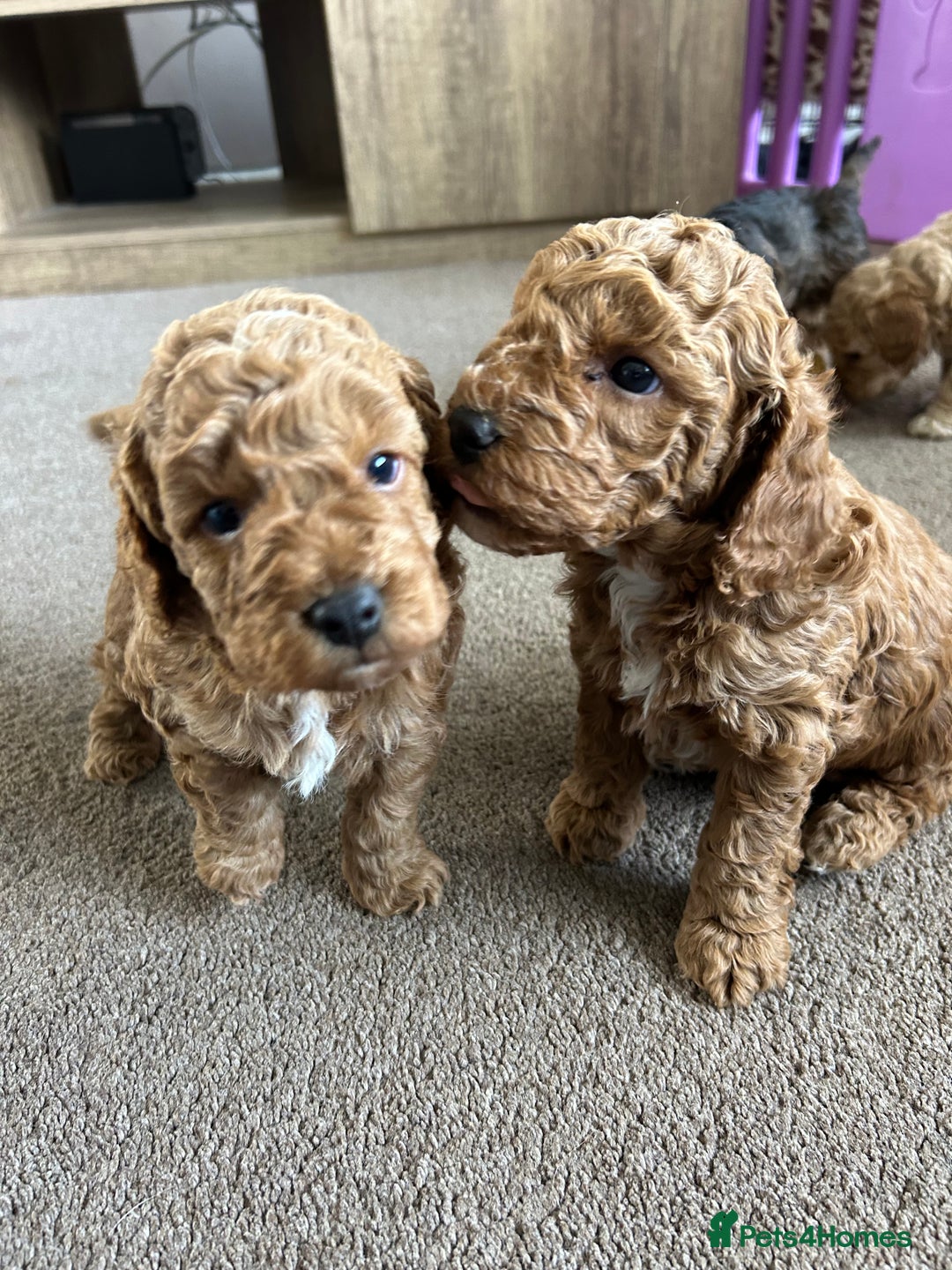 Cockapoo dogs for sale: 4 f2 cockapoos 2 males 1 female  - Image 6