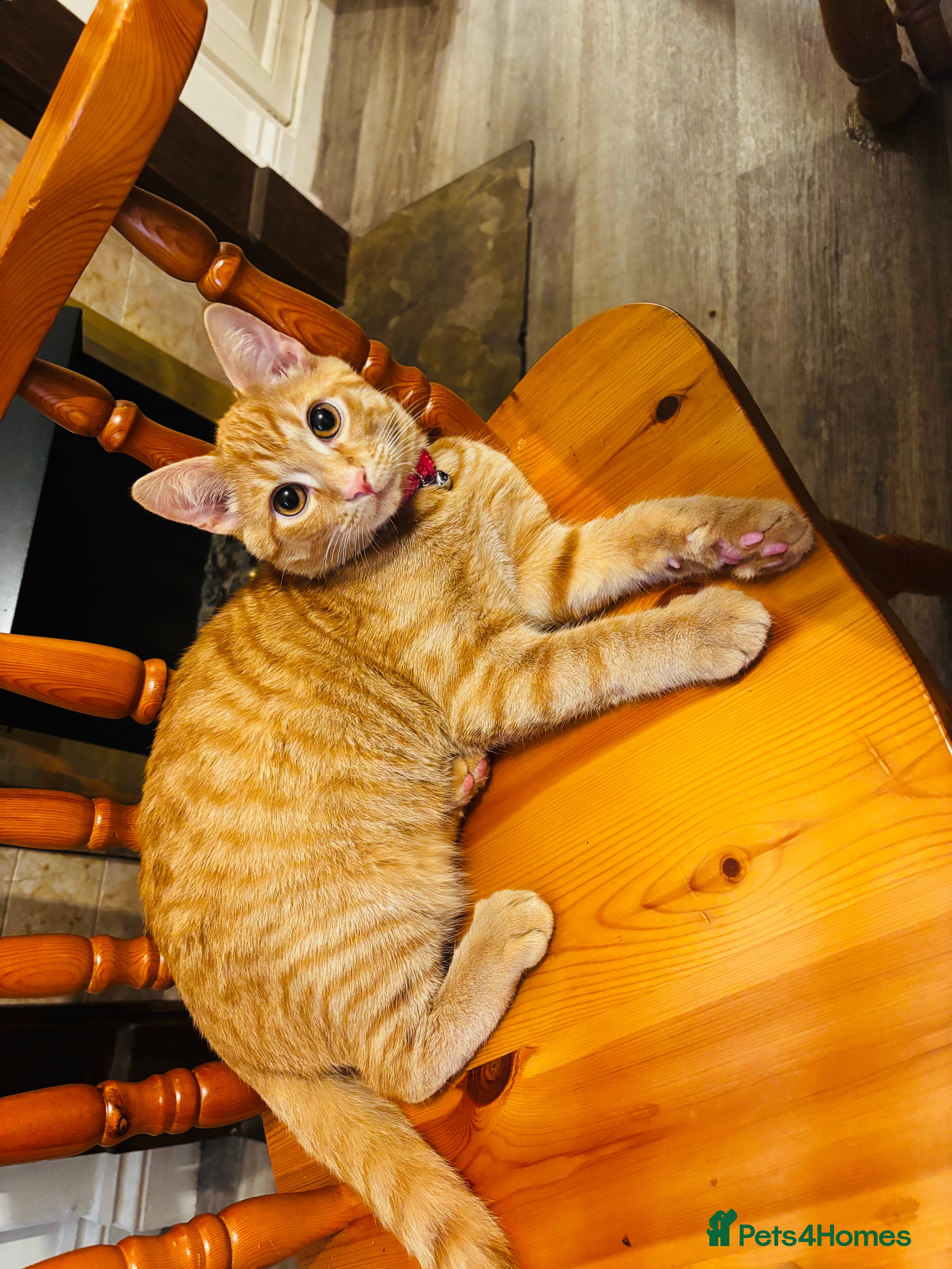 Mixed Breed cats Adorable 6-Month-Old Ginger Kitten Before Sunday - Advert 1