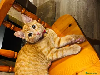 Mixed Breed cats Adorable 6-Month-Old Ginger Kitten Before Sunday - Advert 1
