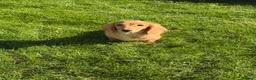Miniature Dachshund dogs for sale: Ready now KC reg 5 month old boy  - Advert 14