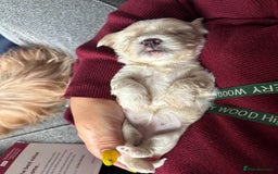 Mixed Breed dogs for sale: Fluffy Lhasa X Puppies – Family Raised! - Image 12