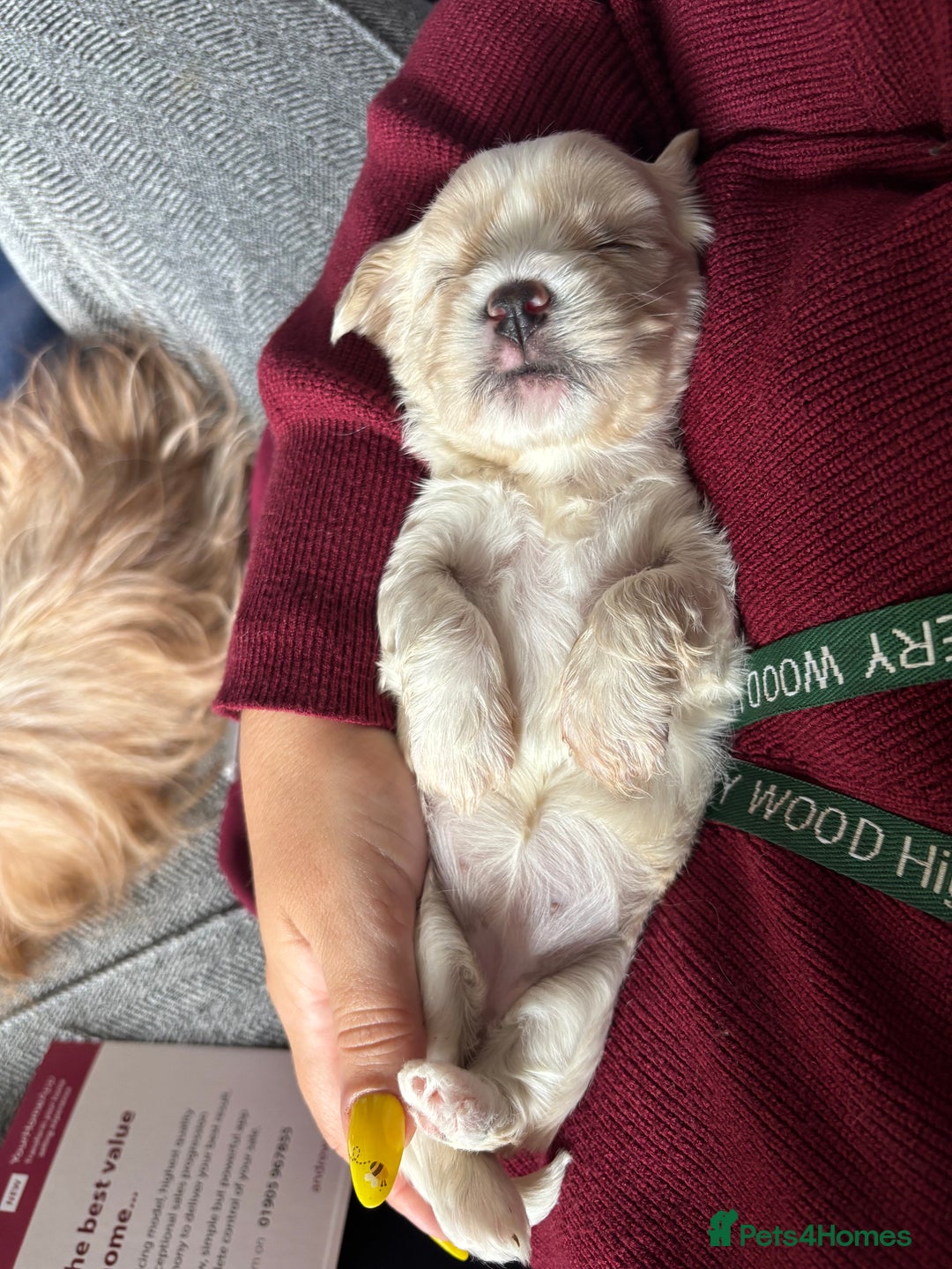 Mixed Breed dogs for sale: Fluffy Lhasa X Puppies – Family Raised! - Image 12