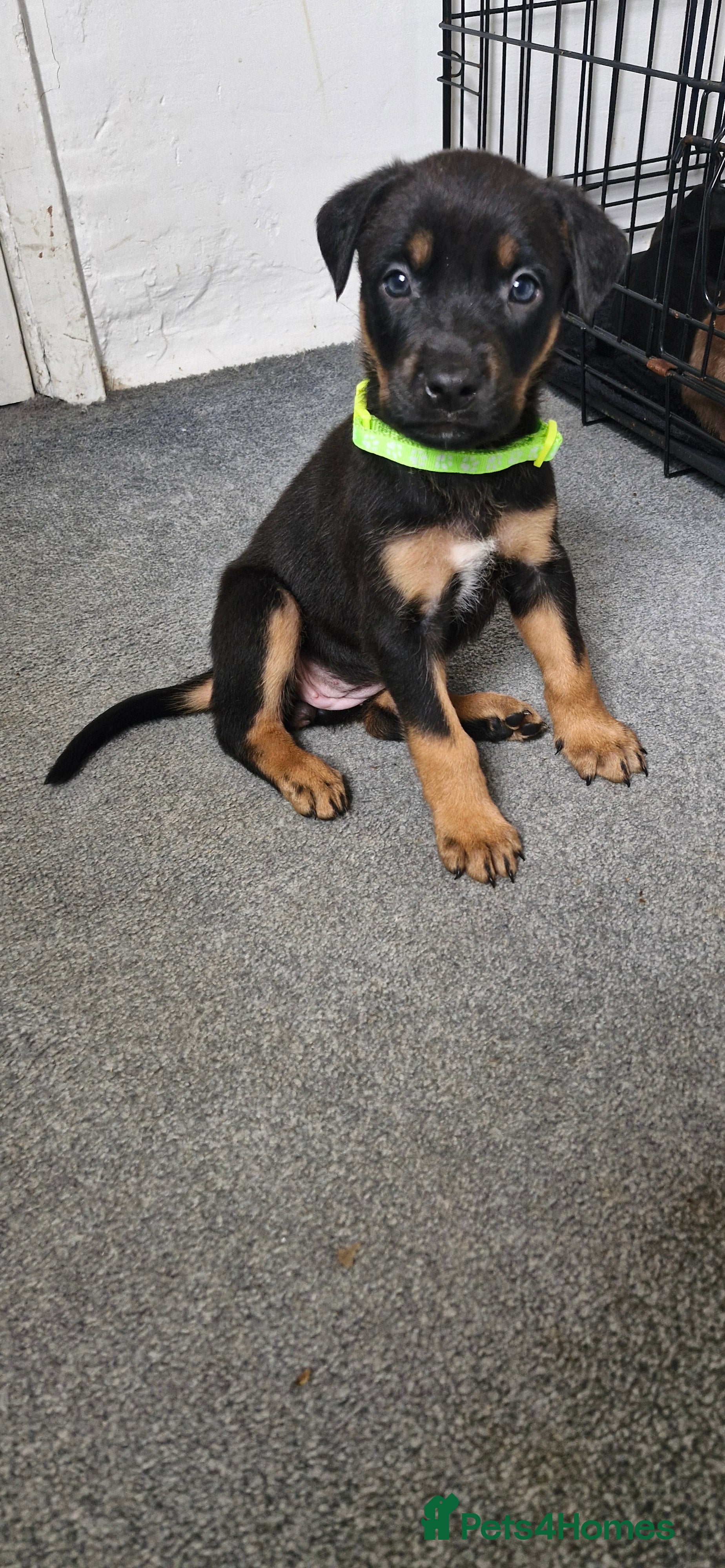 Mixed Breed dogs Doberman/shepherd puppies - Advert 3