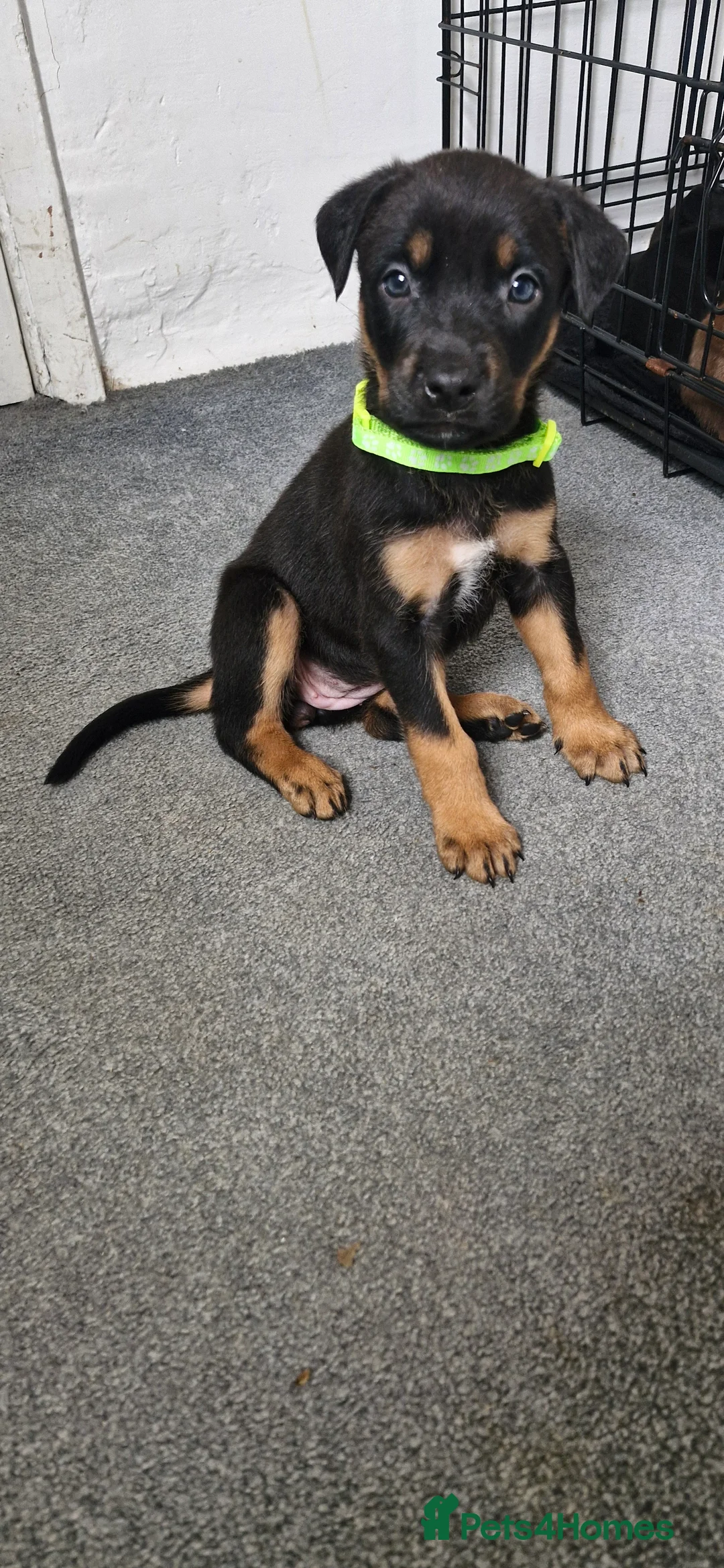Mixed Breed dogs for sale: Doberman/shepherd puppies - Advert 2