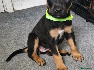 Mixed Breed dogs Doberman/shepherd puppies - Advert 3