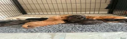 Cockapoo dogs for sale: Beautiful f1 cockapoo puppies  - Advert 12