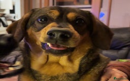 Mixed Breed dogs for sale: Mixed breed rescue dog from Cyprus  - Image 8