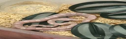 Corn Snake reptiles for sale: Mix of corn snakes for sale! - Advert 2