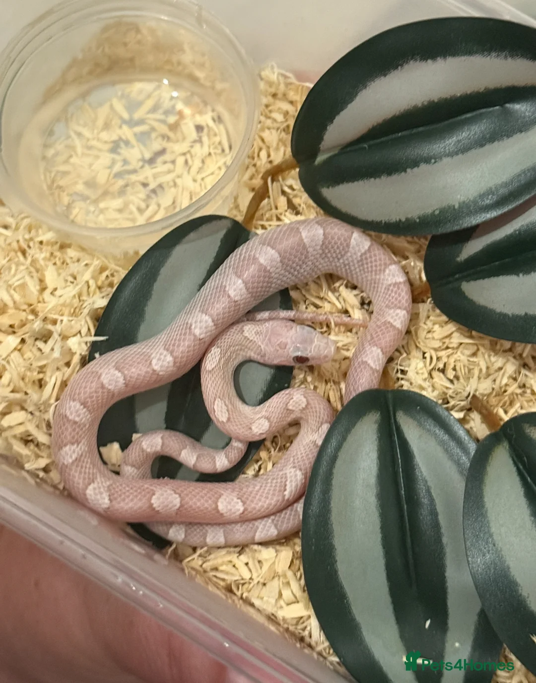 Corn Snake reptiles for sale: Mix of corn snakes for sale! - Advert 2