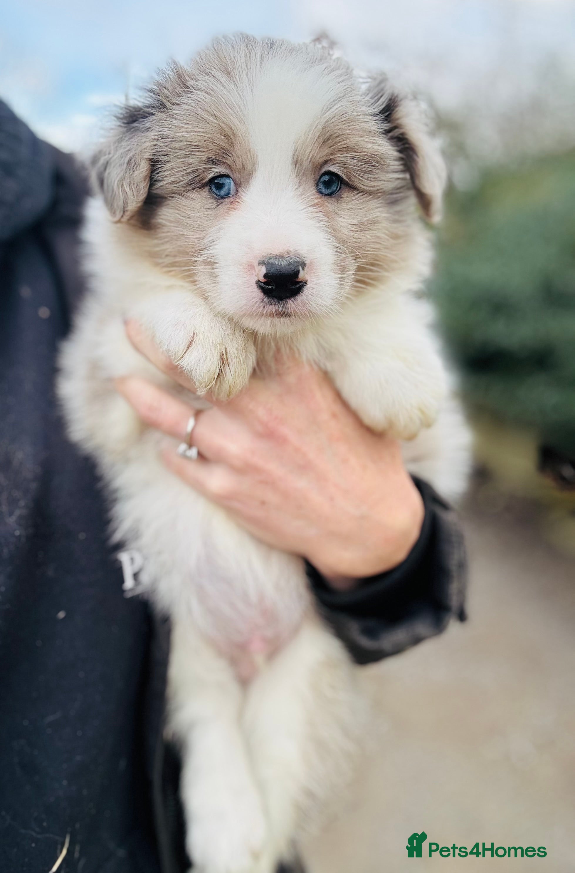 Border Collie dogs KC Registered Border Collie Puppies For Sale - Advert 6