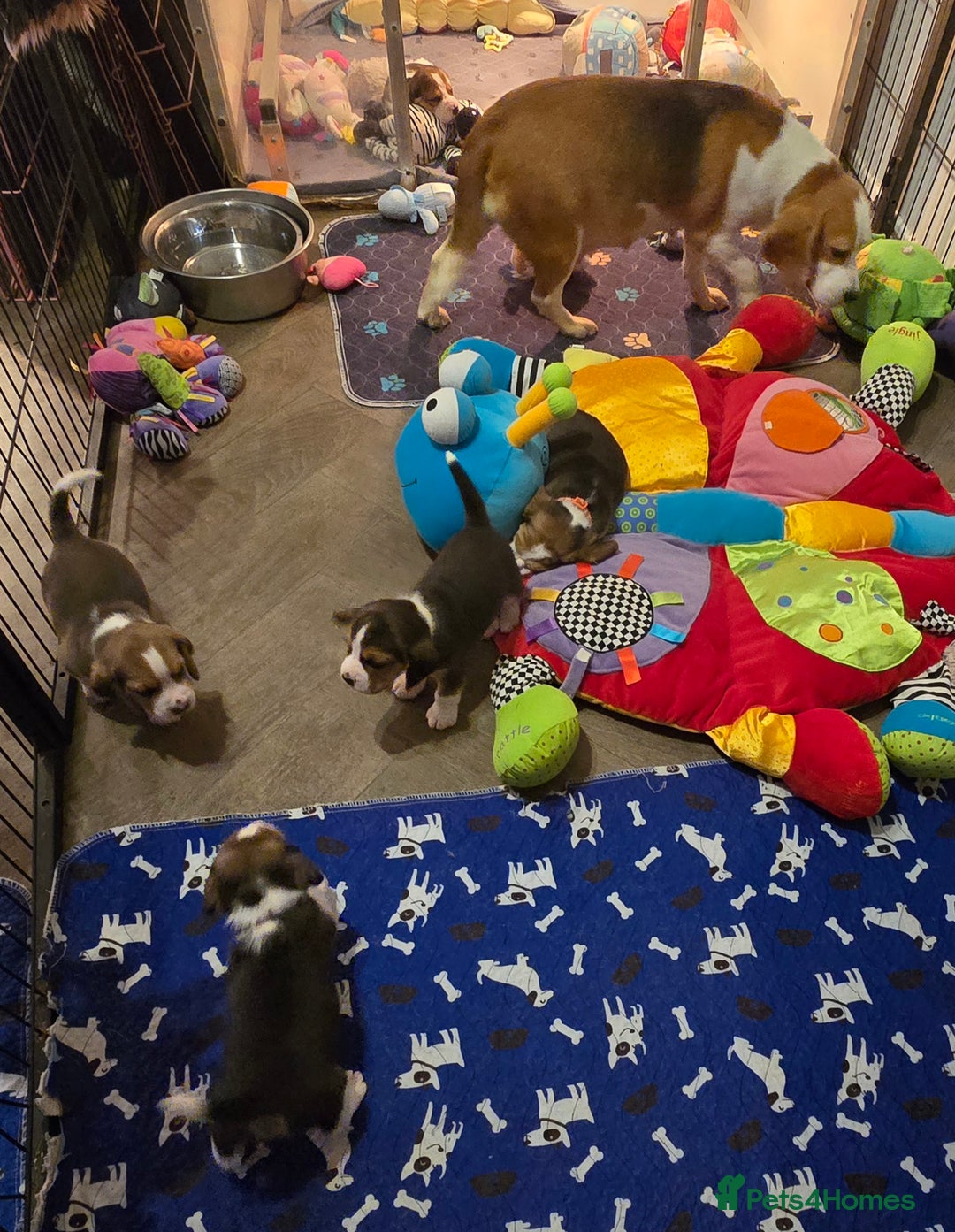 Beagle dogs for sale: KC registered Beagle pups, Rare Blue tri & tri - Advert 4