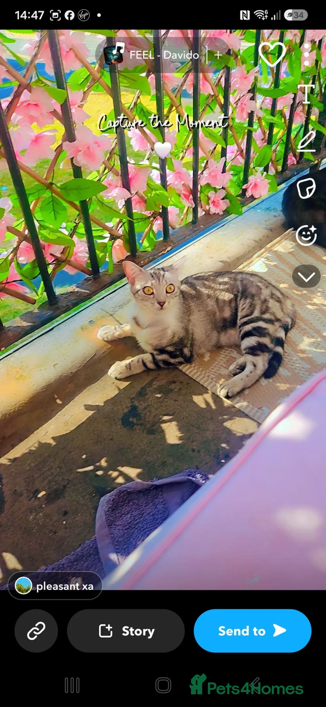 Mixed Breed cats for sale: Beautiful kittens  - Advert 1