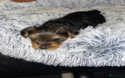 Yorkshire Terrier dogs for sale: 💕🐾Adorable PEDIGREE YORKSHIRE TERRIER Pups🐾💕  - Image 20