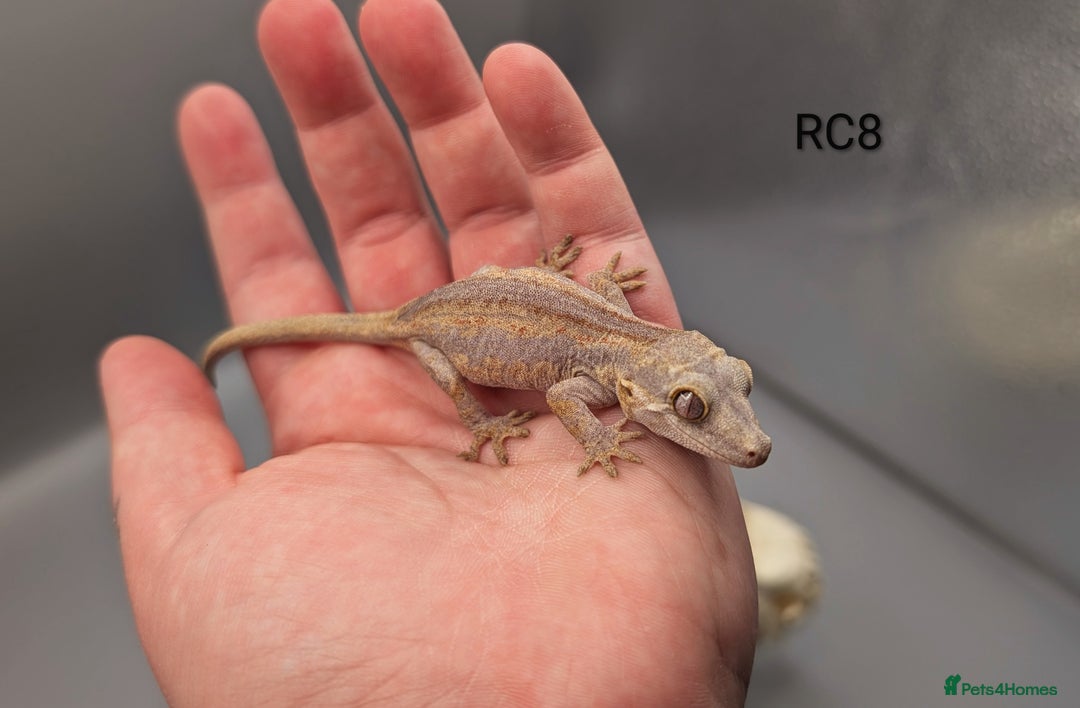 Gecko reptiles for sale: Red Base Red Stripe Gargoyle Gecko  - Image 6