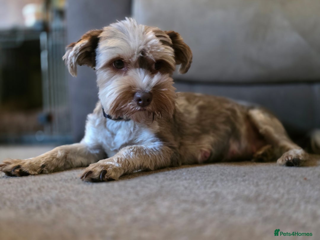 Yorkshire Terrier dogs for sale: Chocolate Yorkshire Terrier  - Image 16