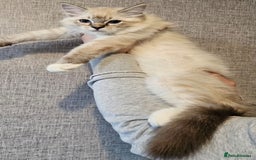 Ragdoll cats for sale: Stunning registered seal tabby ragdoll GC lines - Image 33