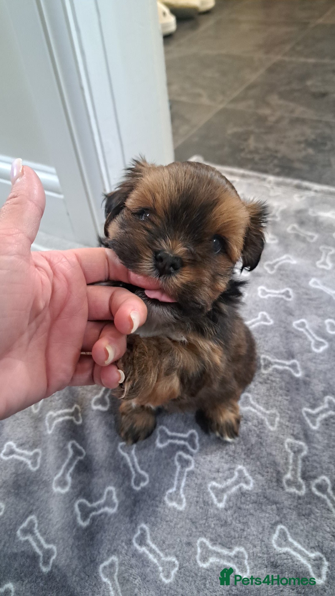 Lhasa Apso dogs Gorgeous Lhasa apso pups 🐶 😍  - Advert 9