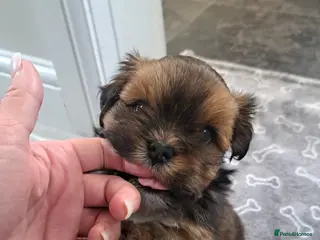 Lhasa Apso dogs Gorgeous Lhasa apso pups 🐶 😍 - Advert 9