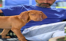 Hungarian Vizsla dogs for sale: 🐾Can You be my Human?🐾  Senator 👀For HisHome  - Image 7