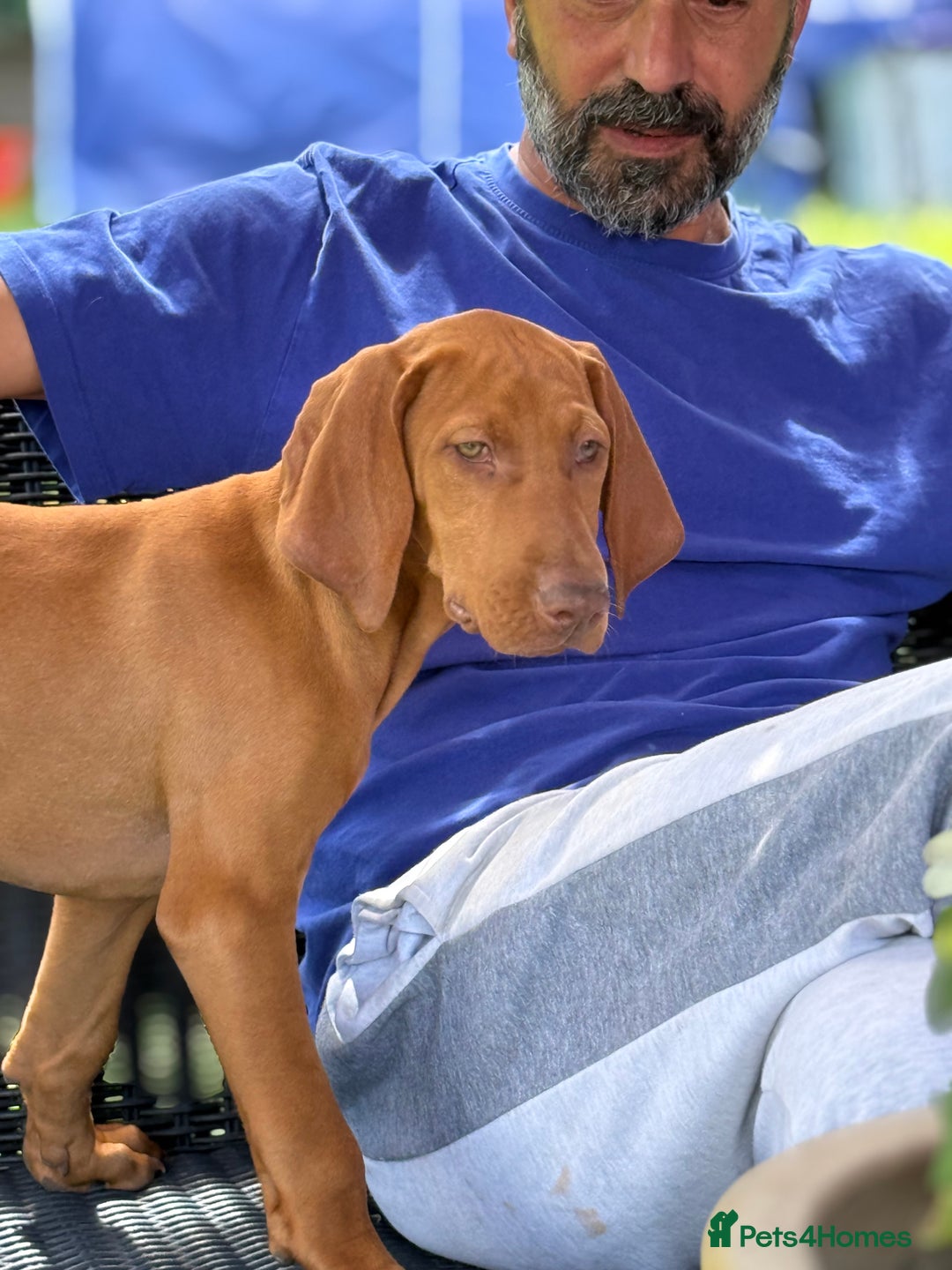 Hungarian Vizsla dogs for sale: 🐾Can You be my Human?🐾  Senator 👀For HisHome  - Image 7