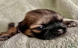 Shih Tzu dogs for sale: Adorable Imperial Shih Tzu Puppies - Image 17