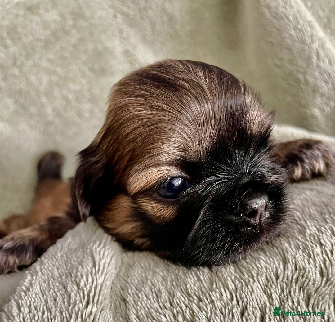 Shih Tzu dogs for sale: Adorable Imperial Shih Tzu Puppies - Image 17