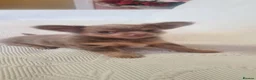 Chihuahua dogs for sale: 3 adorable chihuahua puppies boys for sale - Advert 5