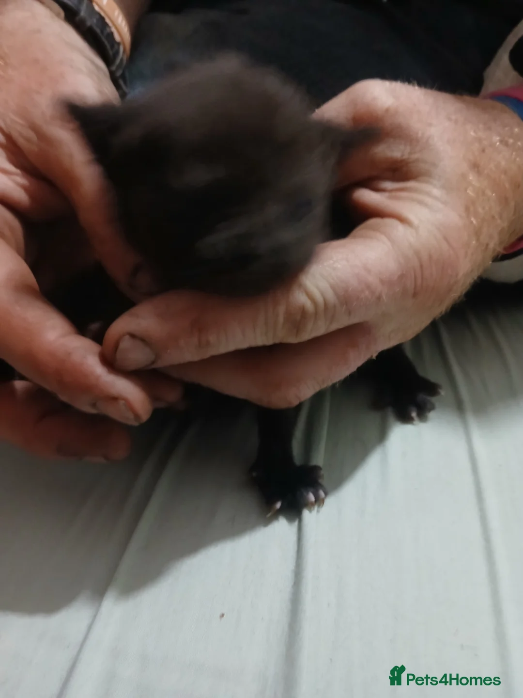 Mixed Breed cats for sale: Kittens  in Lincoln - Advert 2