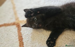Mixed Breed cats for sale: Cute black kitten - Image 4