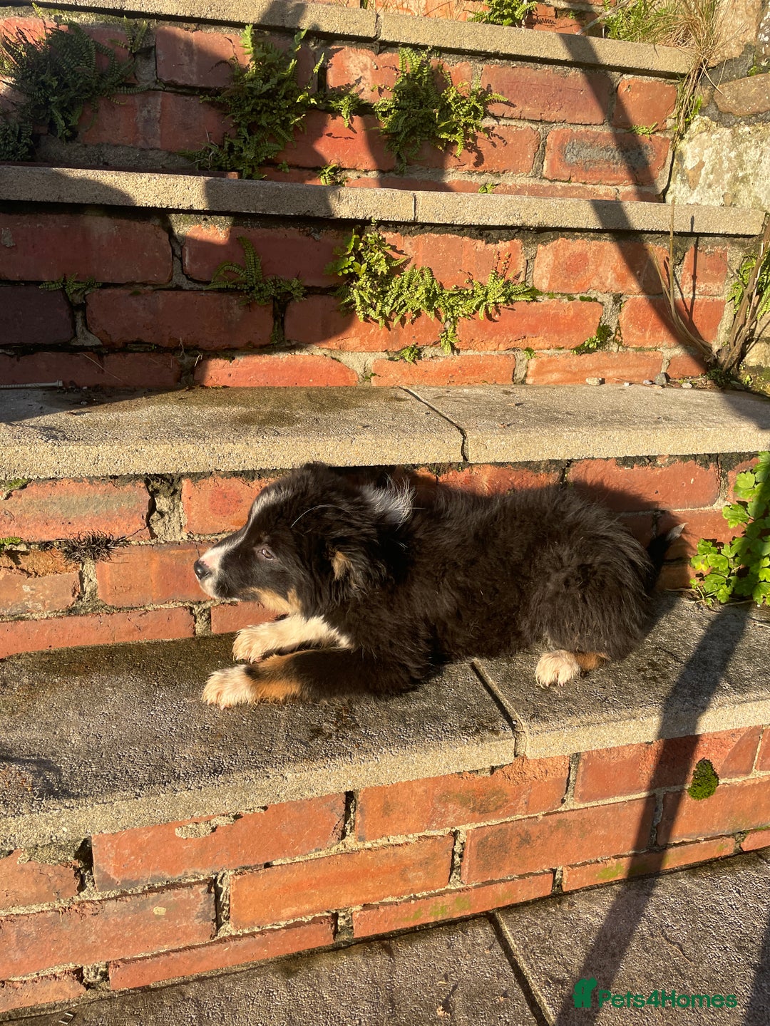 Border Collie dogs for sale: 3 Beautiful Sheepdog Puppies - Advert 21