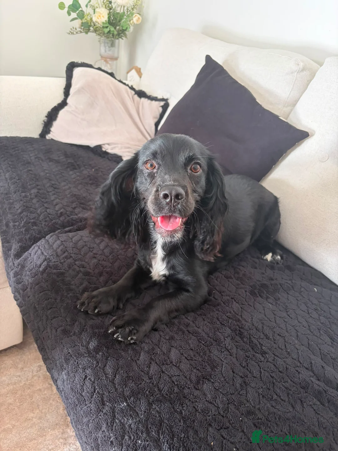 Cocker Spaniel dogs for sale: Female Cocker Spaniel - Advert 1