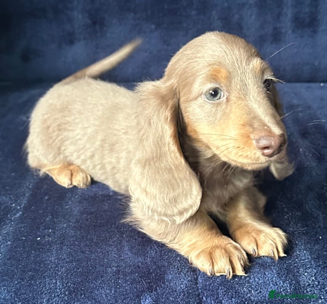 Miniature Dachshund dogs for sale: Isabella long haired boy available  - Advert 20