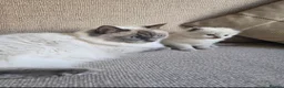Ragdoll cats for sale: Blue Point Ragdoll Baby Boy 🩵 - Advert 2