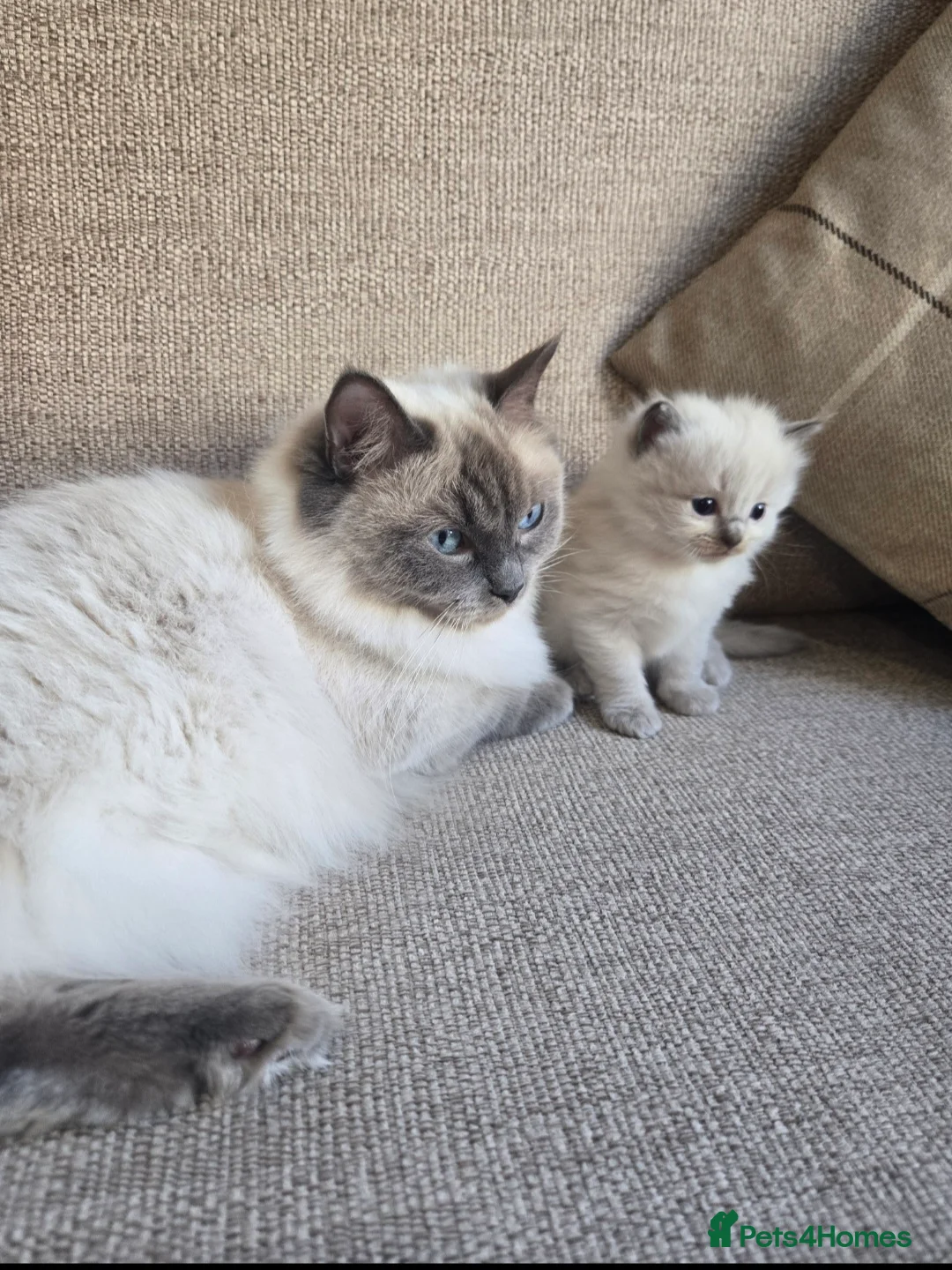 Ragdoll cats for sale: Blue Point Ragdoll Baby Boy 🩵 - Advert 2