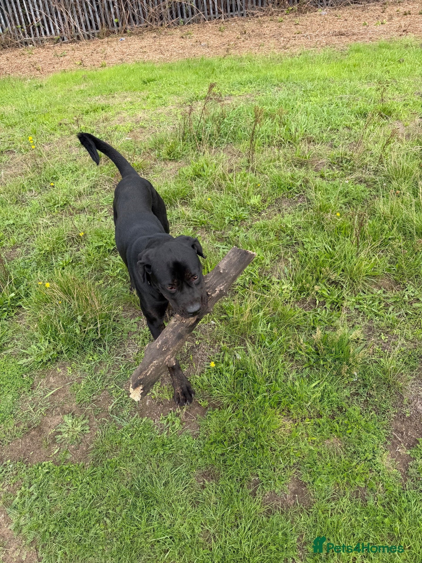 Mixed Breed dogs Rottiecorso stud  - Advert 1