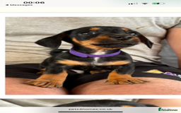 Mixed Breed dogs for sale: Gorgeous Mini Dachshund x Jack Russel puppy - Image 4