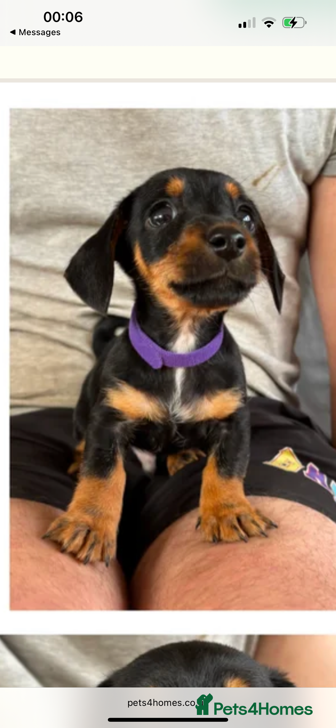 Mixed Breed dogs for sale: Gorgeous Mini Dachshund x Jack Russel puppy - Image 4