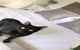Domestic Shorthair cats for sale: Rehoming my 2 girls  - Image 12