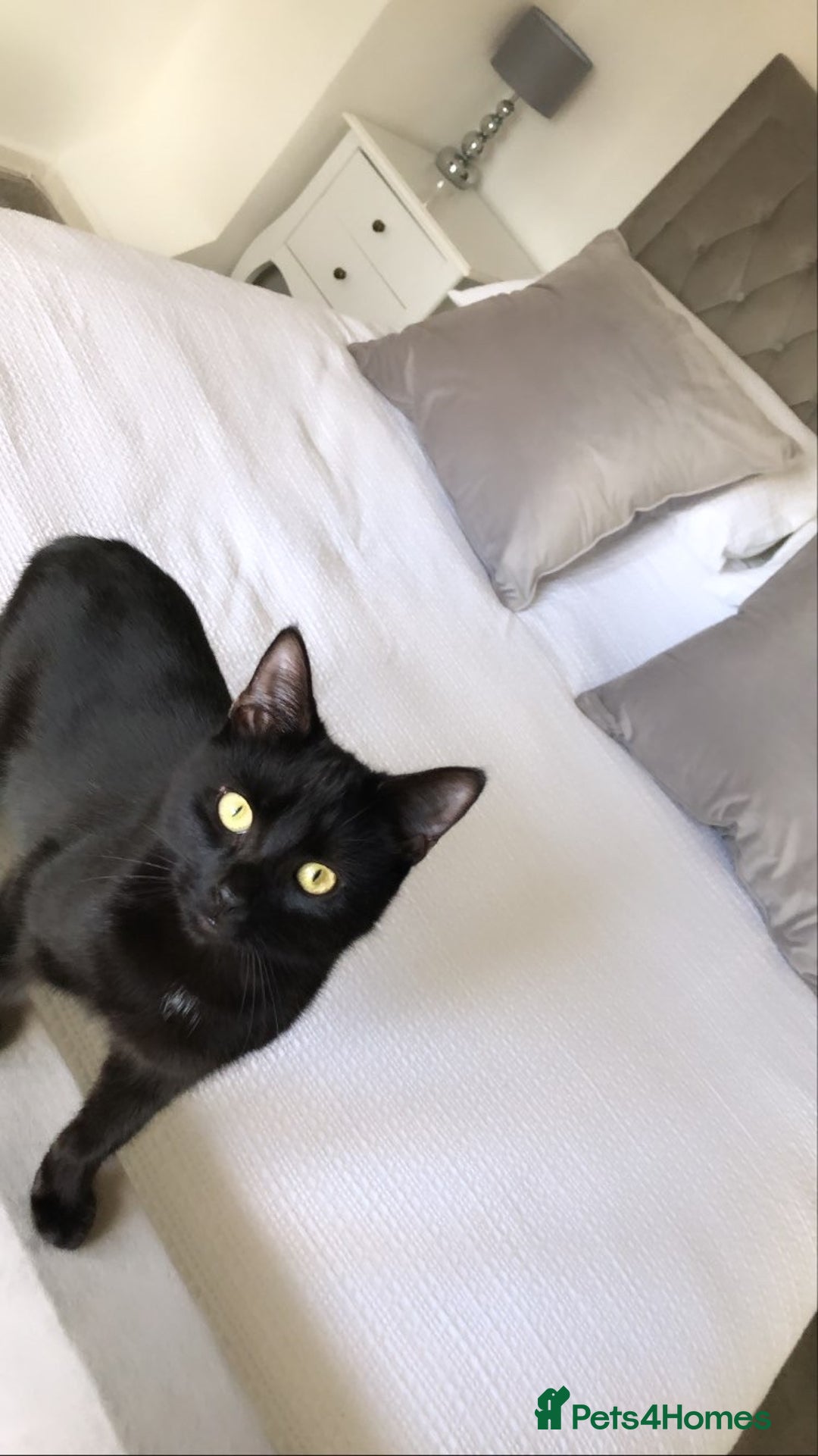 Domestic Shorthair cats for sale: Rehoming my 2 girls  - Image 12