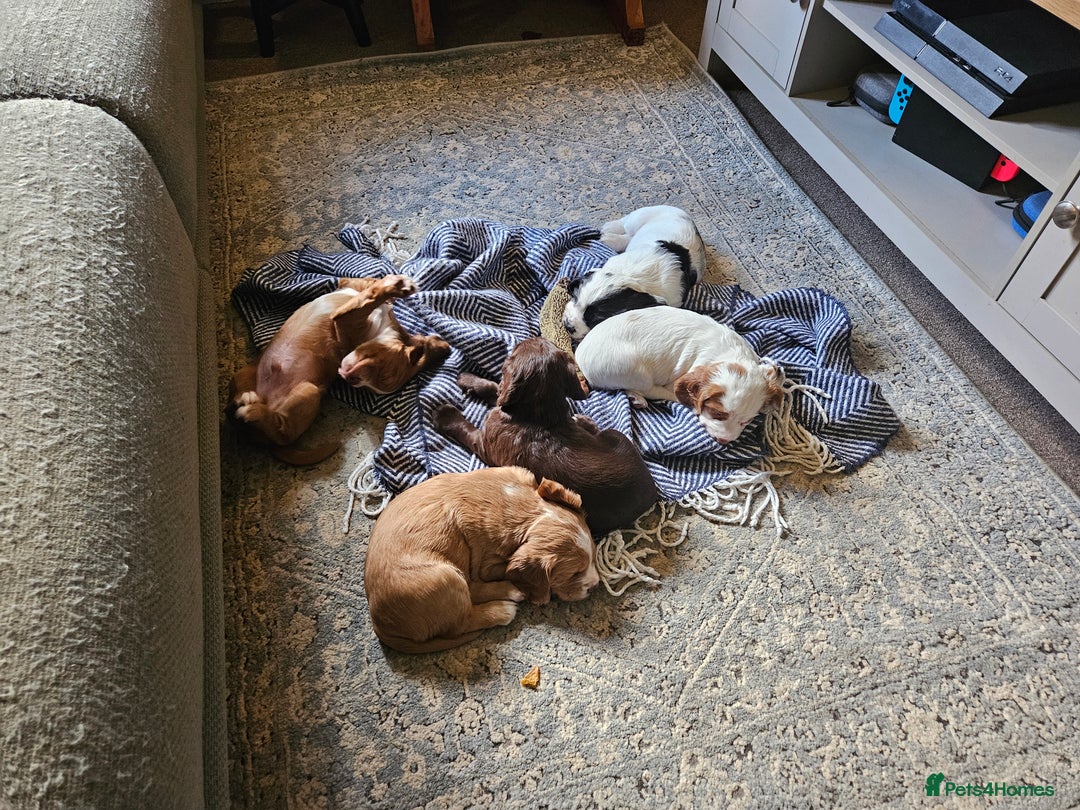 Cocker Spaniel dogs for sale: KC Working Cocker Spaniel Puppies - Advert 8