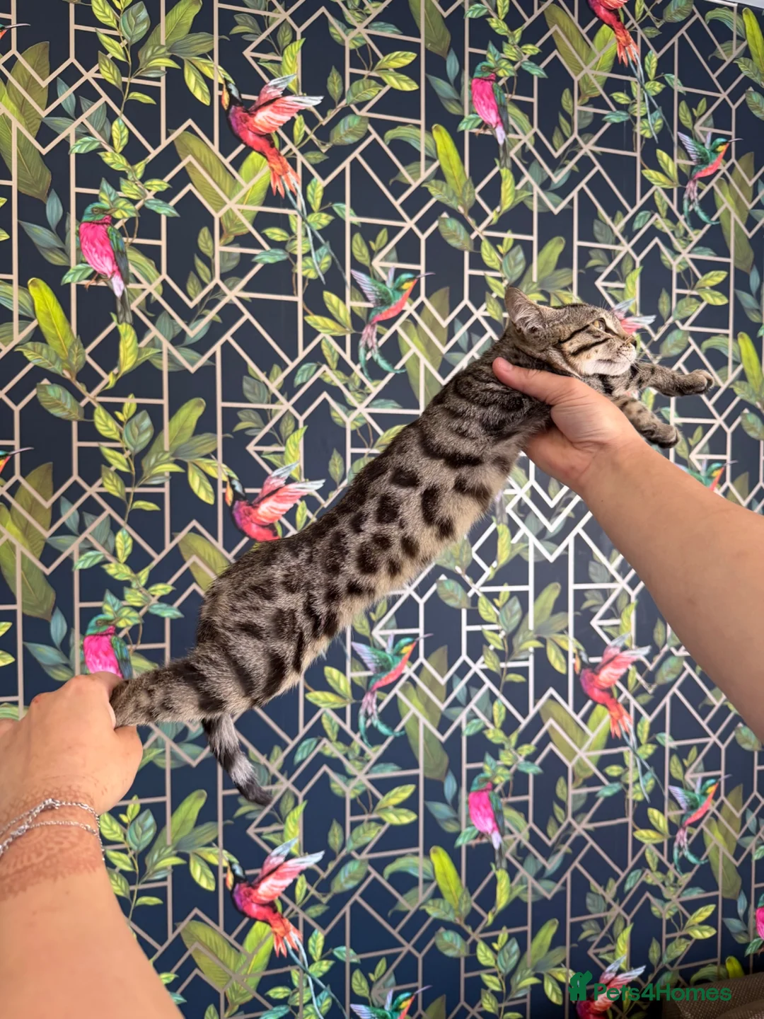Bengal cats for sale: bengal female kittens - Advert 1