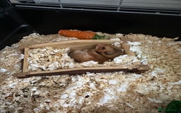 Hamster rodents for sale: Syrian Hamster with Full Setup  - Image 4