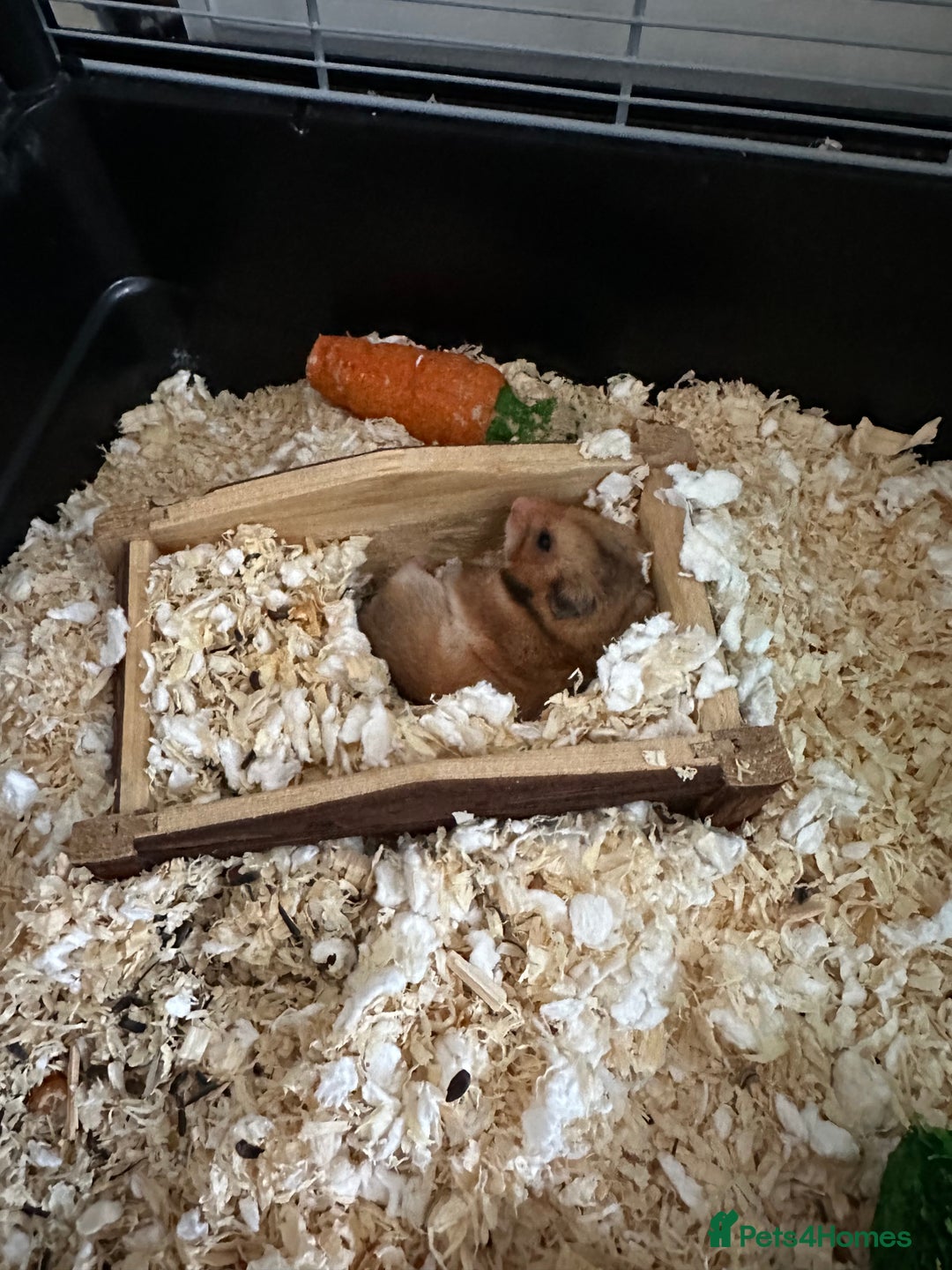 Hamster rodents for sale: Syrian Hamster with Full Setup  - Image 4