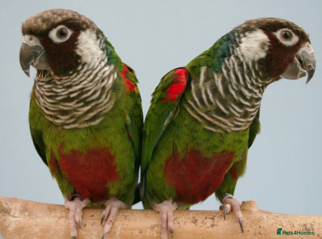 Conures birds Rare grey breasted Conures  - Advert 1