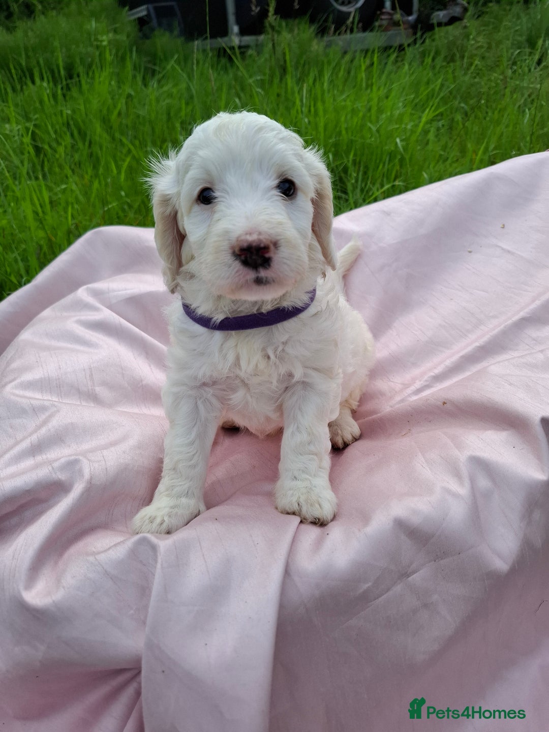 Cockapoo dogs for sale: Beautiful Cockapoo Puppies  - Image 22