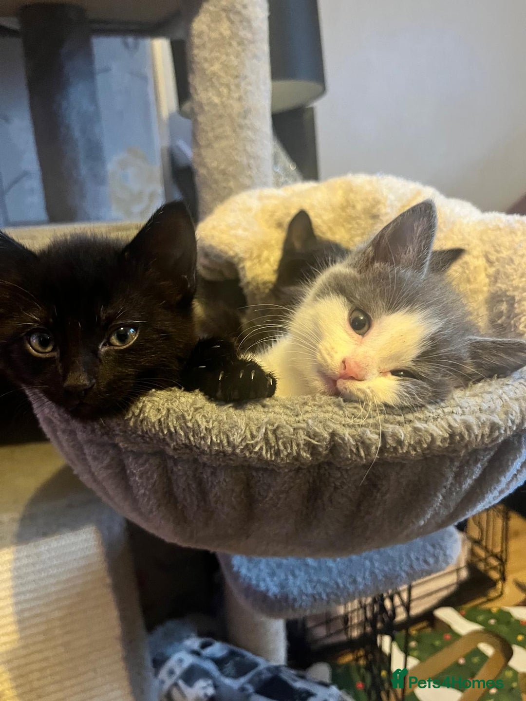 Mixed Breed cats for sale: 2 lovely/cutie male kittens, mothers half ragdoll - Advert 6