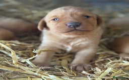 Labrador Retriever dogs for sale: Stunning ftch fox red puppies - Image 5